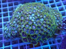 画像1: No.4 ベトナム産 マメスナギンチャク (1)