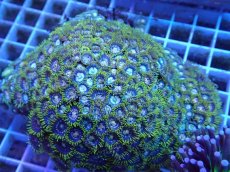 画像2: No.4 ベトナム産 マメスナギンチャク (2)