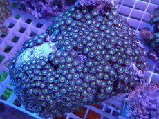 画像1: No.6 ベトナム産 マメスナギンチャク (1)