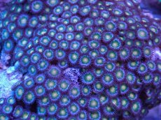 画像2: No.6 ベトナム産 マメスナギンチャク (2)