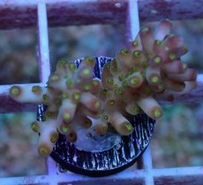 画像1: No.48 フィジー産　浅場ミドリイシ (1)