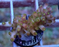 画像2: No.48 フィジー産　浅場ミドリイシ (2)
