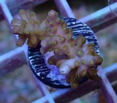 画像1: No.50 フィジー産　浅場ミドリイシ (1)