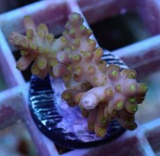 画像2: No.50 フィジー産　浅場ミドリイシ (2)