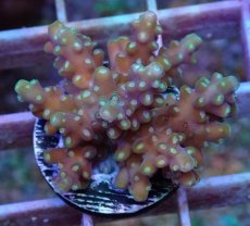 画像1: No.51 フィジー産　浅場ミドリイシ (1)