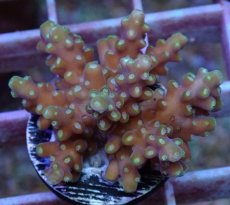 画像2: No.51 フィジー産　浅場ミドリイシ (2)