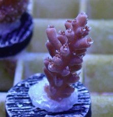画像1: No.55 オーストラリア産　ストロベリーショートケーキ　　【人気No.1】 (1)