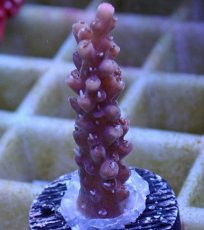 画像2: No.58 オーストラリア産　ストロベリーショートケーキ　　【人気No.1】 (2)