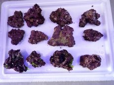 画像2: ライブロック　小振りサイズ　約1ｋｇ (2)