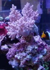 画像1: No.6 沖縄産チヂミトサカ　パープル (1)