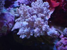 画像2: No.7 沖縄産チヂミトサカ　パープル (2)