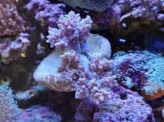 画像1: No.9 沖縄産チヂミトサカ　パープル (1)