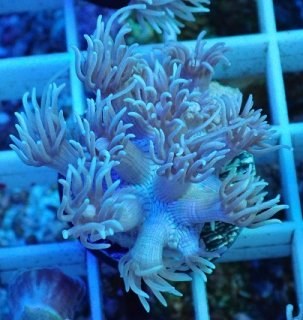 アシナガサンゴ ハナガササンゴ、アワサンゴ