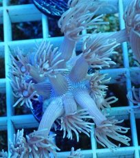 画像1: No.4 ハナガササンゴ　カラー (1)