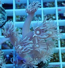 画像1: No.5 ハナガササンゴ　カラー (1)