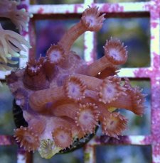 画像1: No.1 フィジー産　ハナガササンゴ　パープル (1)