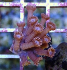 画像1: No.2 フィジー産　ハナガササンゴ　パープル (1)