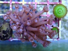 画像1: No.3 フィジー産　ハナガササンゴ　パープル (1)