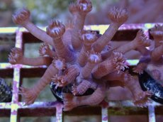 画像1: No.6 フィジー産　ハナガササンゴ　パープル (1)