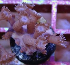 画像1: No.7 フィジー産　ハナガササンゴ　パープル (1)