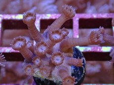 画像1: No.8 フィジー産　ハナガササンゴ　パープル (1)