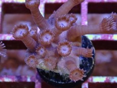 画像2: No.8 フィジー産　ハナガササンゴ　パープル (2)