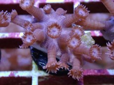画像2: No.9 フィジー産　ハナガササンゴ　パープル (2)