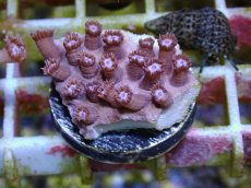 画像1: No.12 フィジー産　ハナガササンゴ　パープル (1)