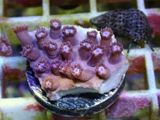 画像2: No.12 フィジー産　ハナガササンゴ　パープル (2)