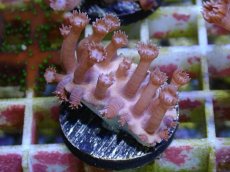 画像1: No.14 フィジー産　ハナガササンゴ　パープル (1)