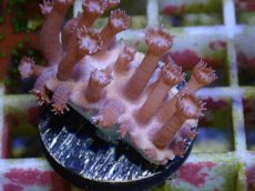 画像2: No.14 フィジー産　ハナガササンゴ　パープル (2)
