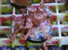 画像1: No.15 フィジー産　ハナガササンゴ　パープル (1)