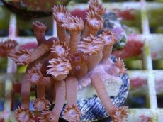 画像2: No.15 フィジー産　ハナガササンゴ　パープル (2)