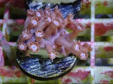 画像1: No.16 フィジー産　ハナガササンゴ　パープル (1)