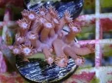 画像2: No.16 フィジー産　ハナガササンゴ　パープル (2)