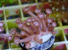 画像1: No.17 フィジー産　ハナガササンゴ　パープル (1)