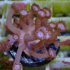 画像1: No.19 フィジー産　ハナガササンゴ　パープル (1)