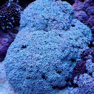 シガテラ海水魚】ムラサキハナヅタ（スターポリプ）大きめ