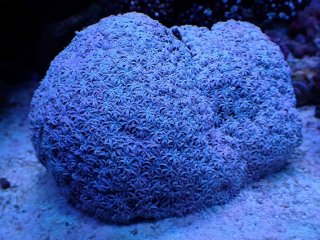 No.55 フィジー産 クダサンゴ を買うならアクアスタイルユー