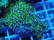 画像1: No.8 スターポリプ　メタリックグリーン (1)