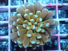 画像1: No.17 ゴールドトーチ (1)