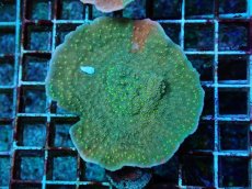 画像1: No.2  CE Monti Cap Grafted Sunfire (1)