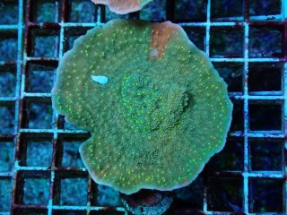 No.13 人工ライブロック 0.85kgを買うならアクアスタイルユー 大阪の