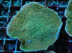 画像1: No.4  CE Monti Cap Grafted Sunfire (1)
