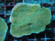 画像1: No.5  CE Monti Cap Grafted Sunfire (1)