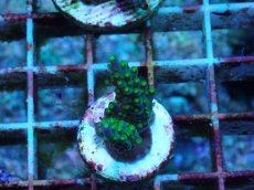 画像1: No.4 フィジー産 スゲミドリイシ (1)