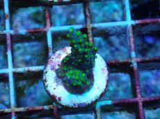 画像2: No.4 フィジー産 スゲミドリイシ (2)