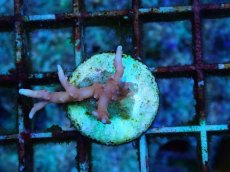 画像1: No.8 CE Anacropora TNT (1)