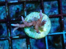 画像2: No.8 CE Anacropora TNT (2)