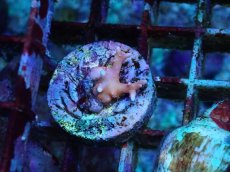 画像1: No.9 CE Anacropora TNT (1)
